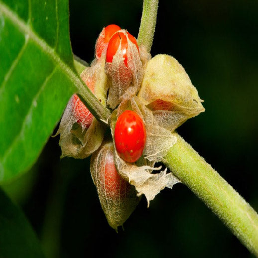 Ashwagandha - ingrediente de Dervital