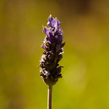 Lavanda