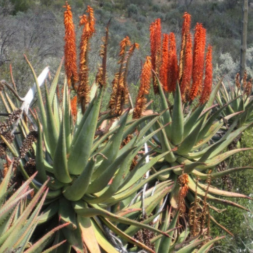 Aloe amargo - ingrediente de dervital