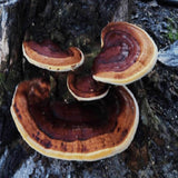 Reishi